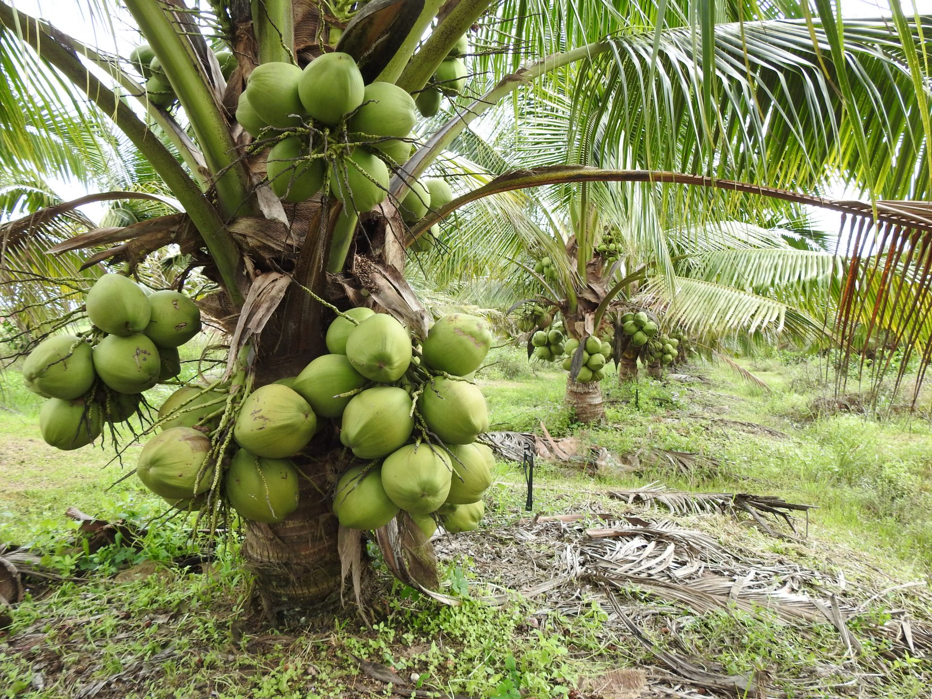 Giống cây dừa xiêm lùn là gì? Cách trồng và chăm sóc cây chuẩn